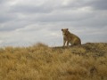 Lion Serengeti NP